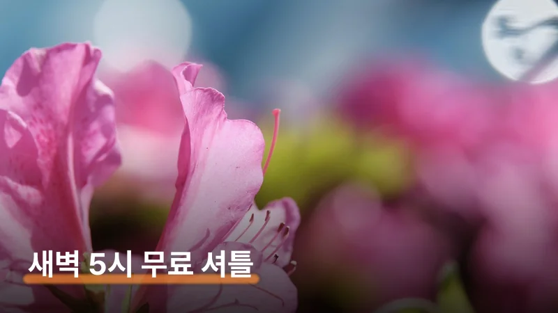 비슬산 참꽃축제 새벽 5시 셔틀 타고 일출 보는 법