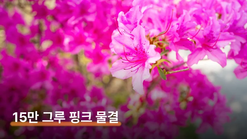 군포 철쭉축제 일정 주차 개화 방문 가이드