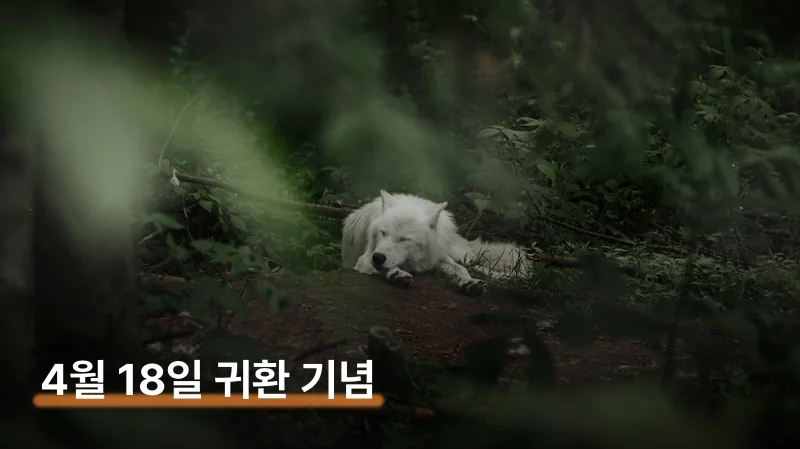 왜 성심당 늑구빵 소문이 이렇게 퍼졌나요